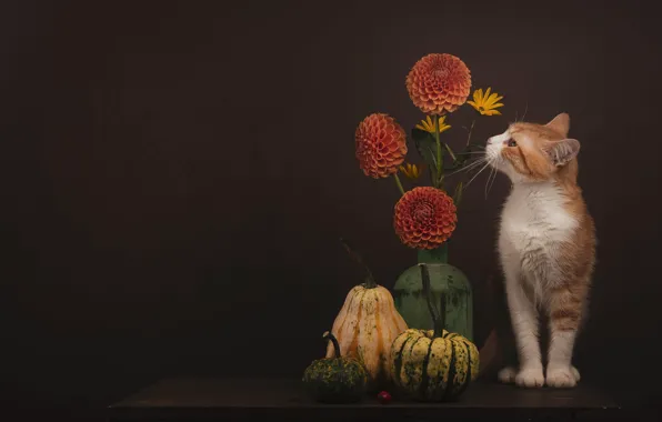 Кошка, кот, взгляд, цветы, поза, темный фон, стол, букет