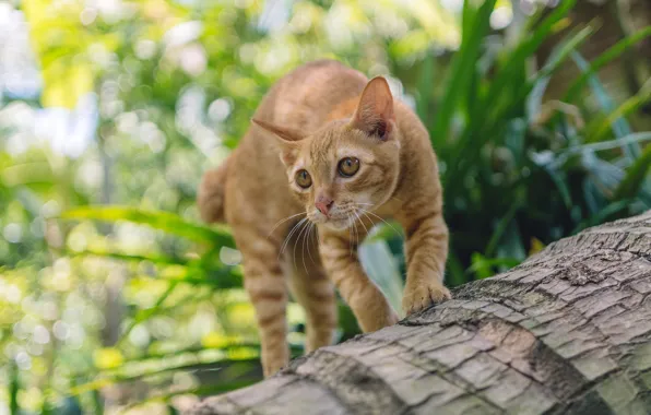 Кошка, трава, кот, взгляд, морда, листья, поза, котенок