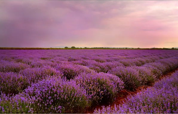 Картинка Закат, Sunset, Lavender, Лавандовое поле
