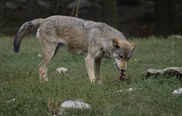 Nature, snow, predator, face, animal, wolf, wolves, wildlife