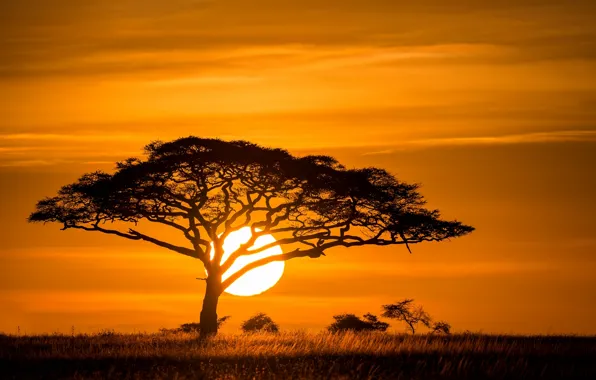 Солнце, закат, дерево, саванна