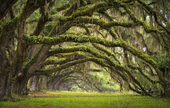 Деревья, Южная Каролина, США, аллея, дубы, штат, Чарльстон