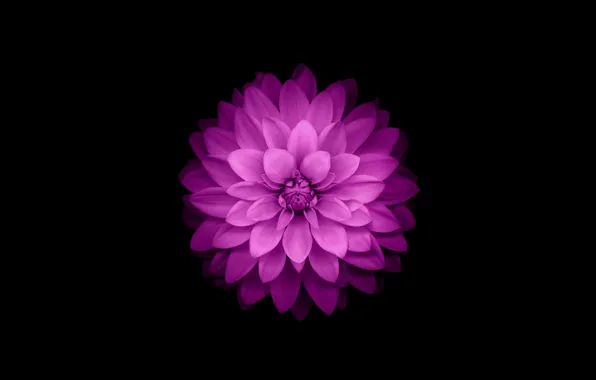 Обои цветок, фиолетовый, iphone, flower, айфон, ios8, iphone6 картинки на рабочий стол, раздел природа - скачать