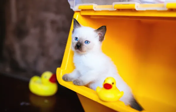 Кошка, кот, взгляд, желтый, фон, игрушки, контейнер, котёнок