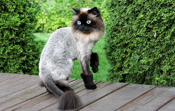 Картинка кот, стиль, стрижка