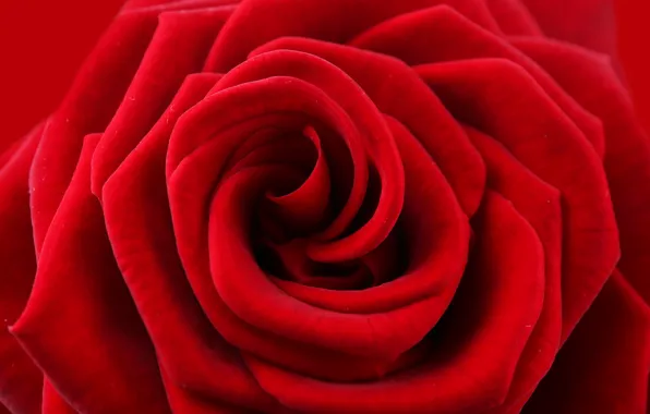 Цветок, красный, роза, лепестки, red, rose, flower