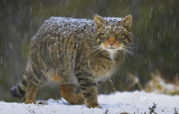 Картинка кошка, снег, природа, Шотландия, европейский лесной кот