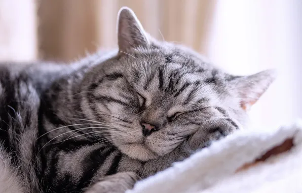 Кот, отдых, сон, спящий кот