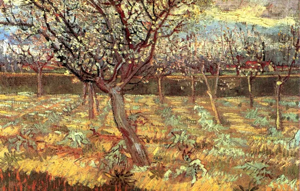 Картинка Винсент ван Гог, Apricot Trees, in Blossom 2