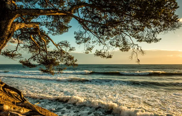 Картинка море, волны, облака, закат, ветки, дерево, берег, Франция