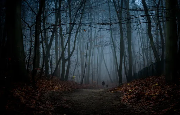 Осень, лес, листья, деревья, ночь, природа, силуэт