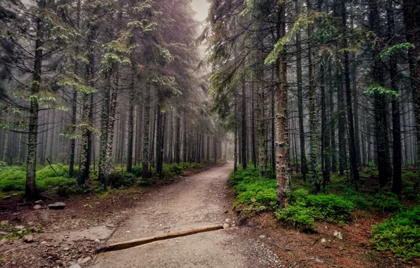 Картинка Green, Evening, Road, Fog, Forest, Trees