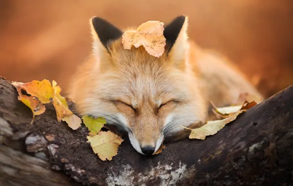 Осень, листва, лиса, лис, fox