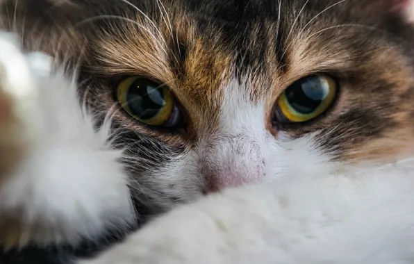 Картинка кошка, глаза, взгляд, мордочка, котейка