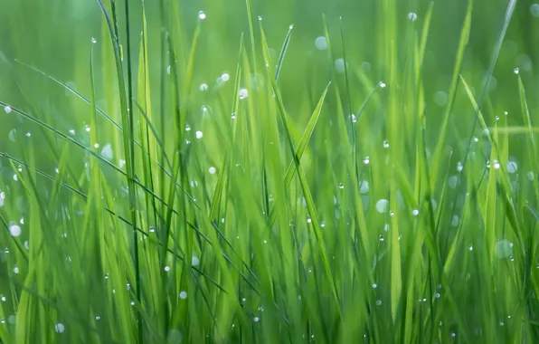 Картинка трава, капли, роса, растение, текстура, луг