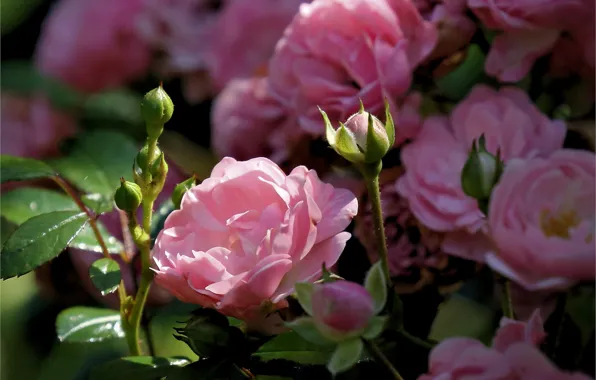 Розы, лепестки, бутоны, розовый куст