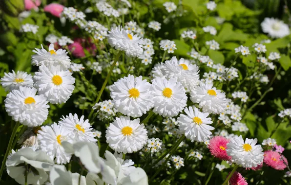 Картинка цветы, весна, flowers, spring