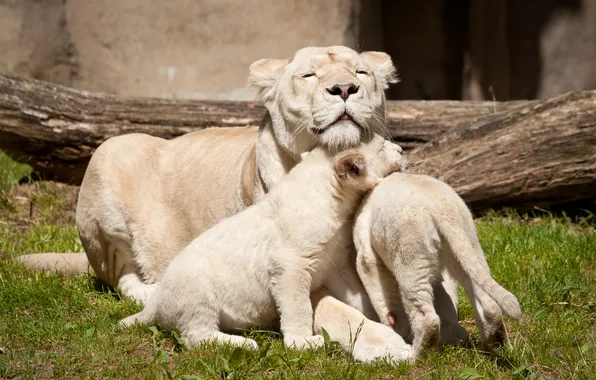 Кошки, семья, львица, белые львы, львёнок, детёныши