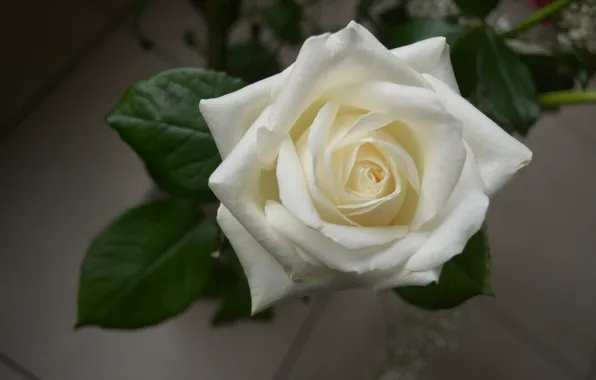 Макро, роза, лепестки, белая роза