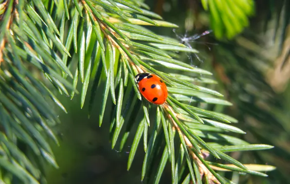 Red, insect, spruce, ladybird, twig