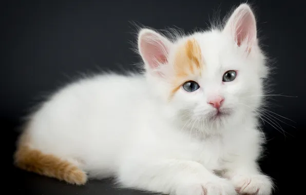 Кошка, белый, взгляд, поза, темный фон, котенок, малыш, лежит