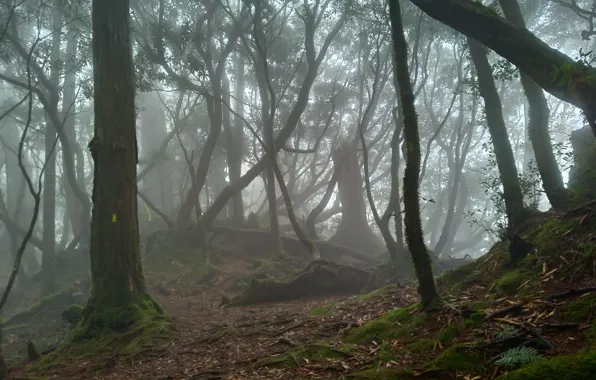 Лес, деревья, природа, туман