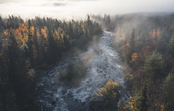 Лес, вода, деревья, туман, река, течение