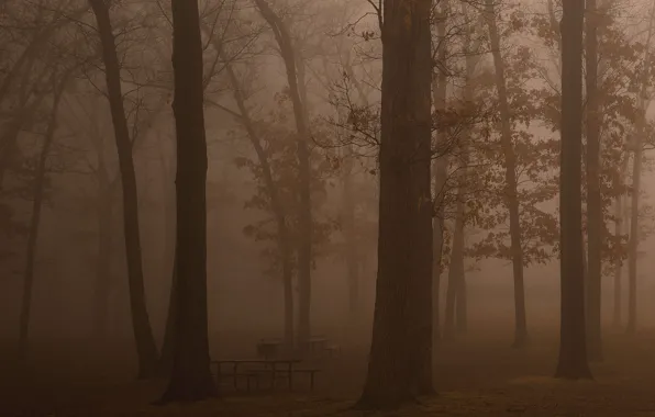 Картинка лес, свобода, деревья, свежесть, туман, темнота, отдых, красота