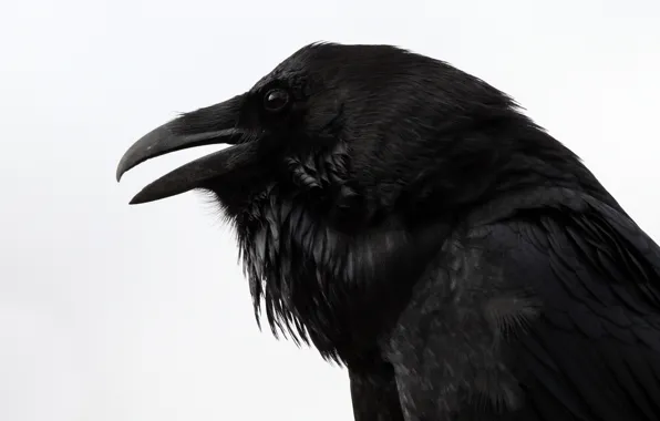 Ворон, смотрит, the, Raven, &quot;Nevermore&quot;, &quot;Quoth