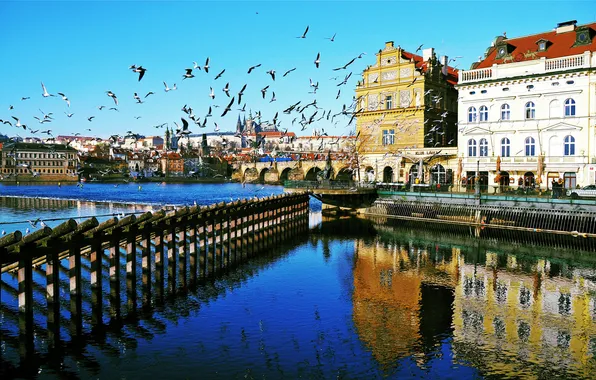 Птицы, река, дома, Прага, Чехия, Влтава
