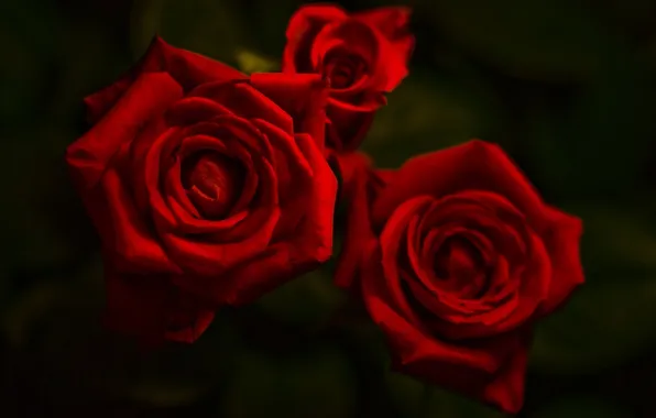 Цветы, Роза, черный фон