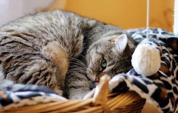 Кошка, кот, взгляд, морда, поза, серый, портрет, лежит