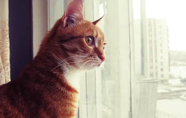 Кот, рыжий, смотрит, любопытный, в окно
