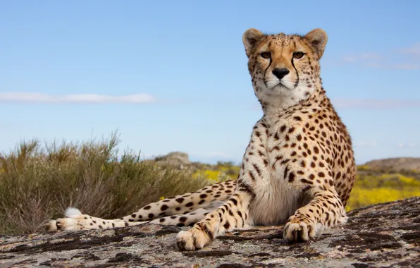 Cheetah, pose, feline