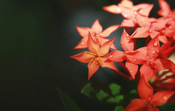 Макро, Цветы, Цветок, Растения, Flower, Flowers, Red Flowers, Macro