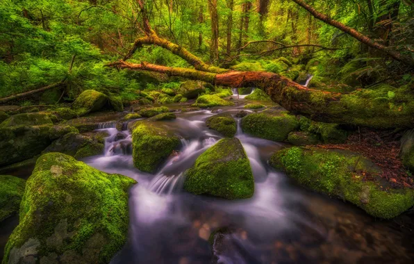 Картинка лес, пейзаж, природа, ручей, камни, водопад