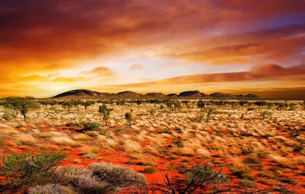 Картинка оранжевый, природа, фон, растения, Пустыня