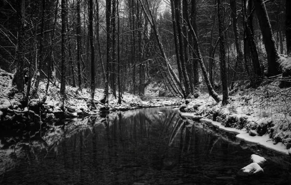 Картинка зима, лес, водоём, чёрно-бело