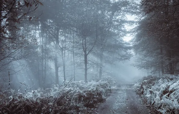 Дорога, осень, лес