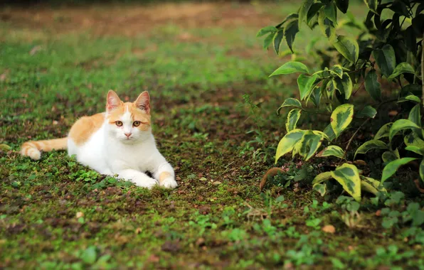 Картинка кошка, трава, кот, отдых