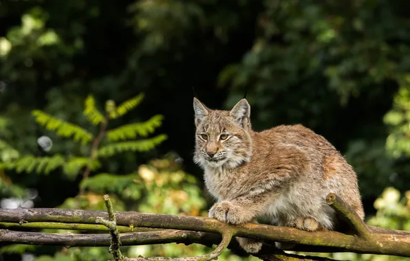 Кошка, рысь, смотрит