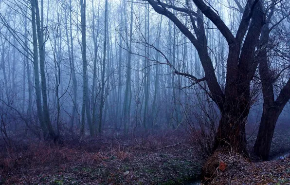 Dark, forest, park, fog