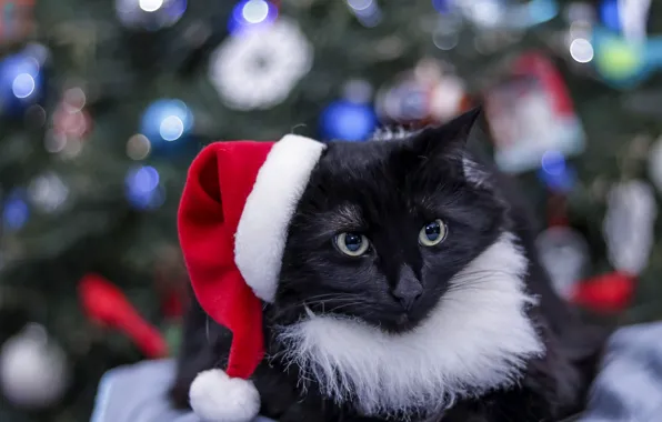Кошка, кот, взгляд, поза, черный, портрет, Рождество, Новый год