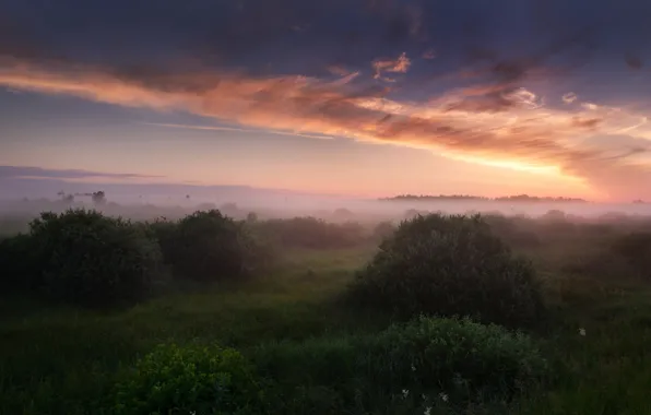 Картинка лето, небо, трава, облака, свет, туман, утро, Россия, кусты, Июль