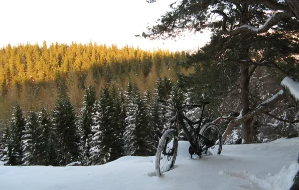 Картинка зима, природа, bike, привал