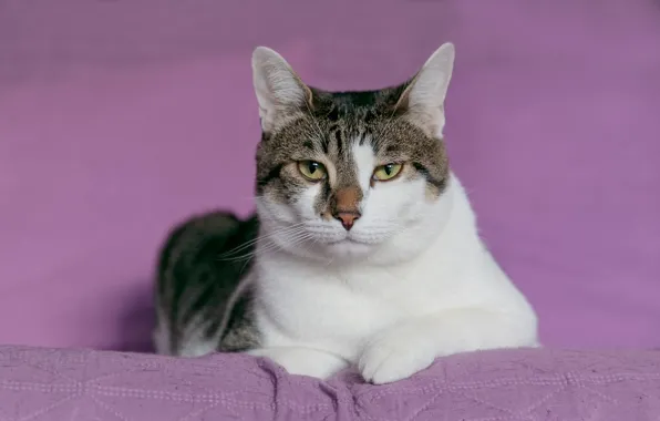 Кошка, кот, взгляд, поза, портрет, лежит, сиреневый фон, серый с белым