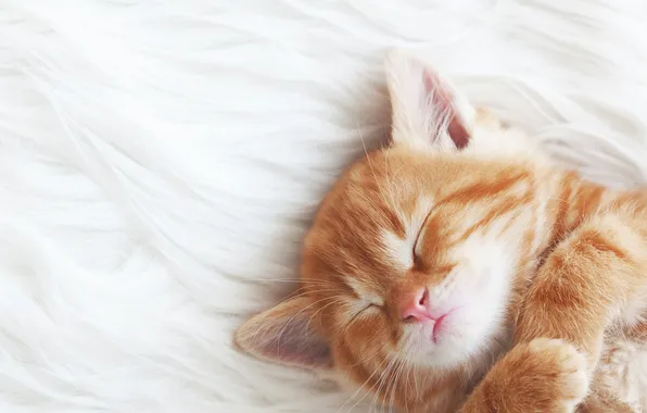 Кошка, поза, котенок, белый фон, лежит, мех, мордашка