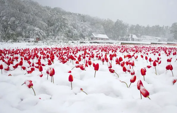 Картинка снег, тюльпаны, апрель, молдова