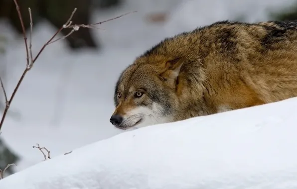 Картинка nature, snow, predator, face, animal, wolf, wildlife, portrait