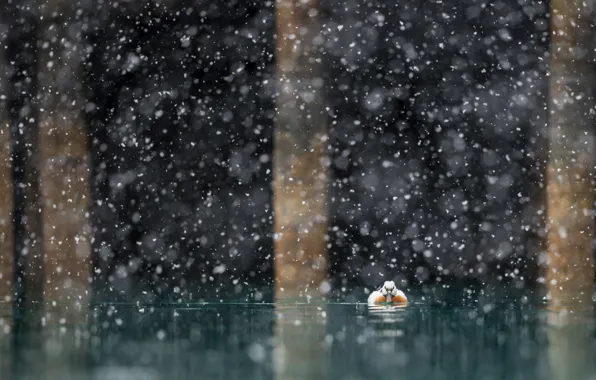 Картинка снег, природа, озеро, утка